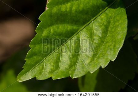 Hibicus flower green leaf texture surrounded blurry background.