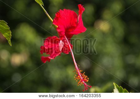 A red hibiscus flower.Hibiscus is Malaysia's national flower where it's locally known as the Bunga Raya