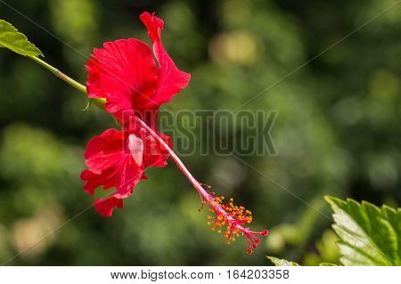A red hibiscus flower.Hibiscus is Malaysia's national flower where it's locally known as the Bunga Raya