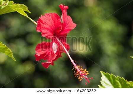 A red hibiscus flower.Hibiscus is Malaysia's national flower where it's locally known as the Bunga Raya