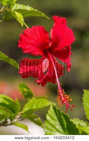 A red hibiscus flower.Hibiscus is Malaysia's national flower where it's locally known as the Bunga Raya