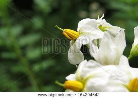 Black nightshade flowers growing in garden yellow white