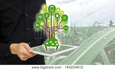 Internet of things(agriculture concept).Icon of smart farming,the man hold the taplet with smart farm concept on sugarcane field background