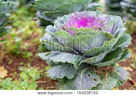 Purple and green decorative ornamental cabbage in a botanical garden.