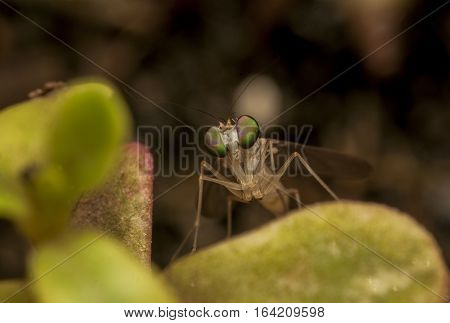 Beautiful Fruit Fly , closeup macro Fruit Fly