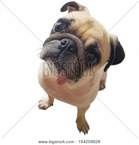 close-up face cute pug dog puppy with tongue sticking out look camera. Pug dog in wonder and big head shot that call the dog.
