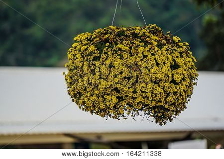 Yellow flowers  bouquet arrange for decoration outdoor  on dark rustic background.