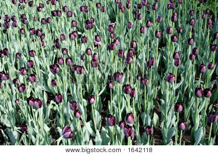 Purple Tulpen-Feld
