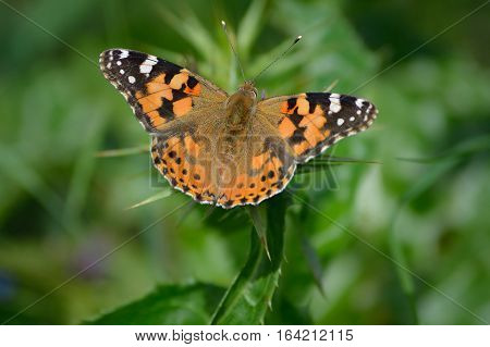 painted lady butterfly resting on wild flower.