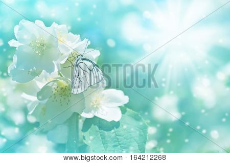 Gentle spring background with butterfly on flowering jasmine.