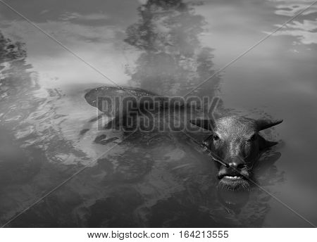 BLACK AND WHITE PHOTO OF WATER BUFFALO WALLOWING IN WATER