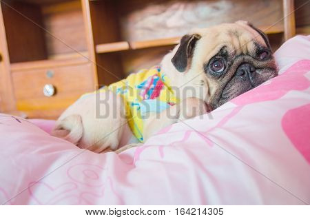 Close up face of Cute pug puppy dog sleeping rest on the bed