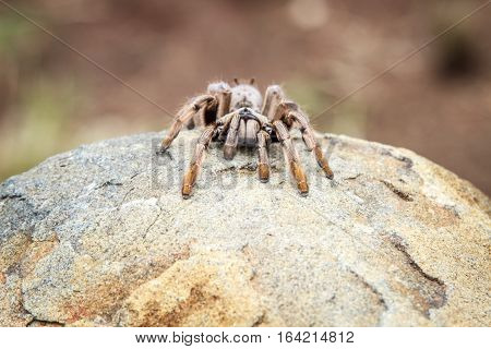Baboon Spider On A Rock.