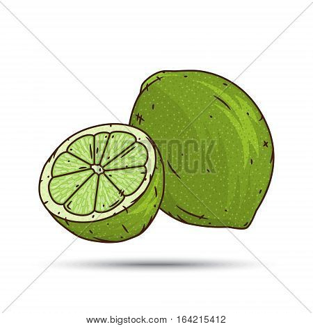 Lime fruit and slices isolated on white background