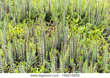 Hostnik ordinary or Water pine ( lat. Hippuris vulgaris ). The plant in the natural environment growing. Siberia Russia