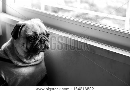 Black and white color of cute pug puppy looking out the window. Small dog waiting for owner walking. Alone home.