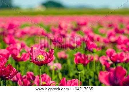 One red poppy blooming with yellow stamens rises above the blurred crowd of the other congeners.