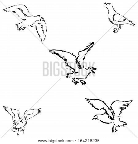 Seagulls sketch. Pencil drawing by hand. Vector Image.