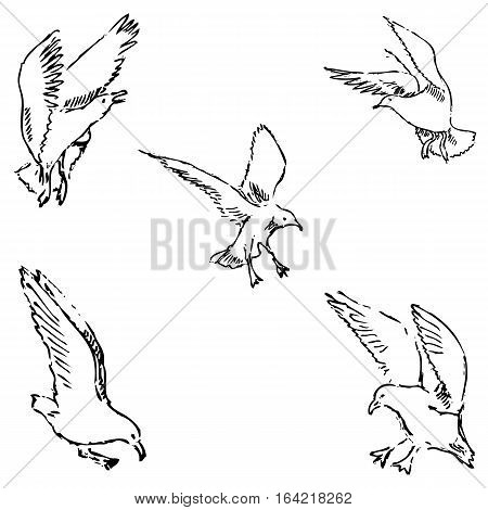 Seagulls sketch. Pencil drawing by hand. Vector Image.