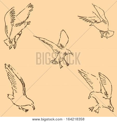 Seagulls sketch. Pencil drawing by hand. Figure in vintage style. Vector Image.