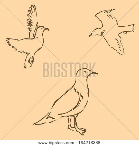 Seagulls sketch. Pencil drawing by hand. Figure in vintage style. Vector Image.