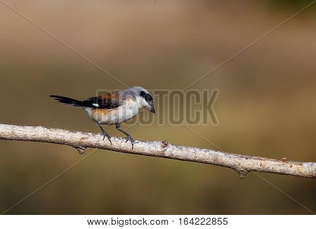 Bay-backed Shrike Bird (Lanius vittatus) perching on a branch