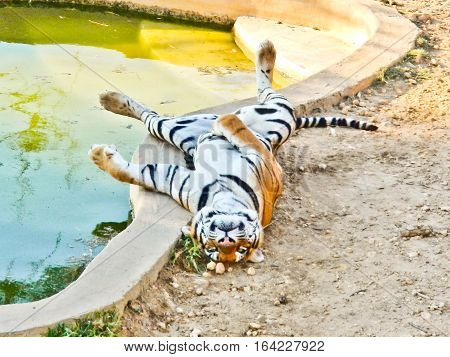 Tiger sweltering because of hot near a pool