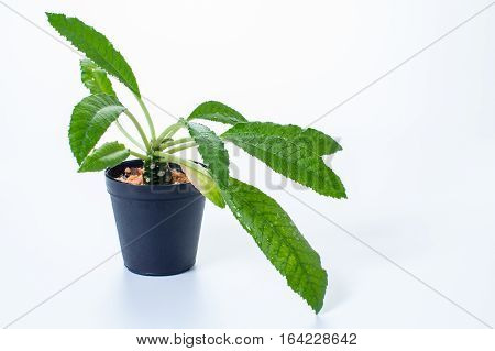 DORSTENIA CRISPA or DORSTENIA FOETIDA on white background