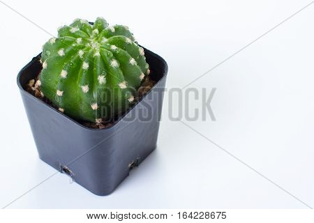 Echinopsis subdenudata in pot isolated white background