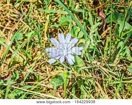 Cichorium Intybus Blue Flower, Close Up, Green Bookeh Background, In Romania Known As 