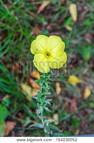 Yellow Oenothera Glazioviana Flower, A Species Of Flowering Plant In The Evening Primrose Family Kno