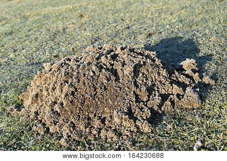 Mole made the garden molehill and frostbitten. Mole.