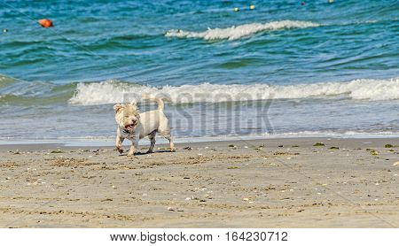 White Bishon Dog Walking On The Beach Near Blue Water Waves And Sand