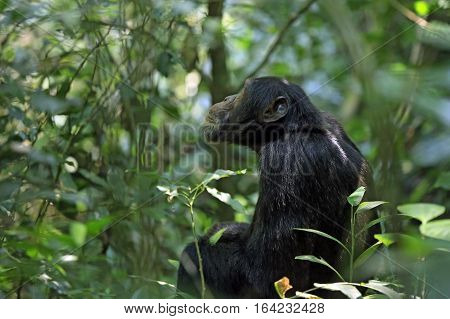 Common Chimpanzee (Pan troglodytes) in the Bush. Kibale Forest Uganda