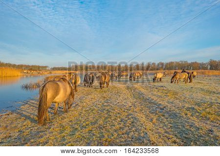 Horse along the shore of a frozen lake at sunrise