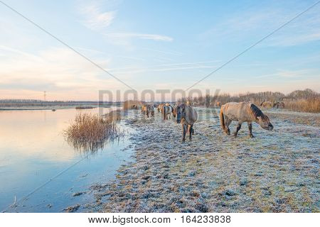 Horses along the shore of a frozen lake at sunrise