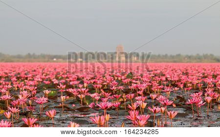 Red lotus in the morning at Kumphawapi in Udon Thani, amazing Thailand.