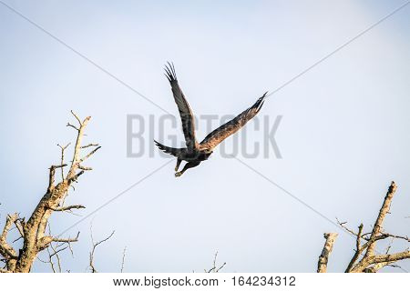 Flying Yellow-billed Kite.