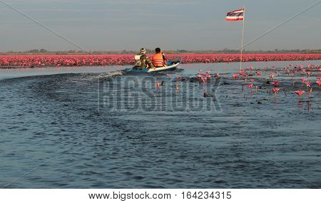 UDON THANI,Thailand - January 7 ,2017 : Boat driver in Red Lotus Sea UdonThani.