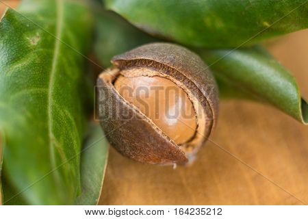Macadamia nuts in shell harvest close up