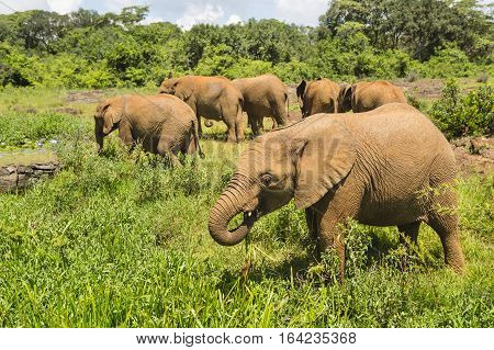 Baby Elephants In Nairobi National Park, Kenya
