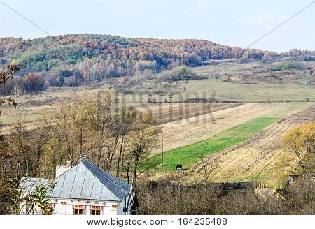 Colored Trees In Autumn Time, Horezu Region, Yellow Orange Leaves, Countryside Blue Sky