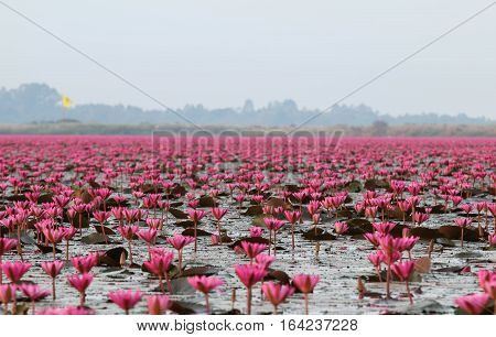 Red lotus in the morning at Kumphawapi in Udon Thani, amazing Thailand.