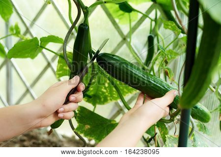 Close up woman hands harvesting a cucumber