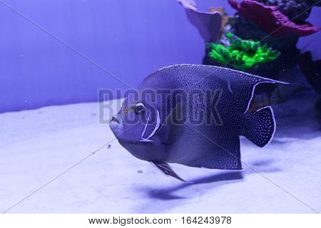 Semicircle angelfish in aquarium. Pomacanthus semicirculatus closeup