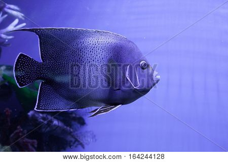 Portrait of semicircle angelfish closeup. Pomacanthus semicirculatus