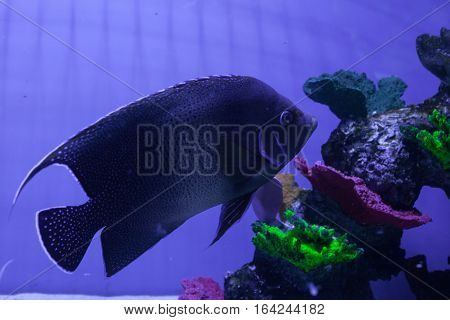 Semicircle angelfish swimming among corals. Pomacanthus semicirculatus