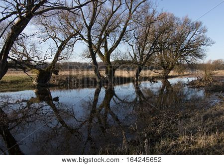 Line of trees and shrubs at the river bank with their reflection in morning water surface