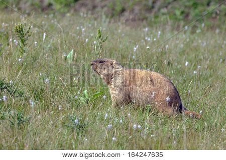 Graceful Steppe Marmot