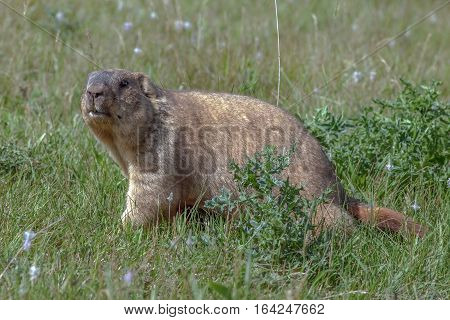 Graceful Steppe Marmot